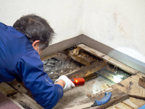 Beverly Hills, TX Mold Remediation Company