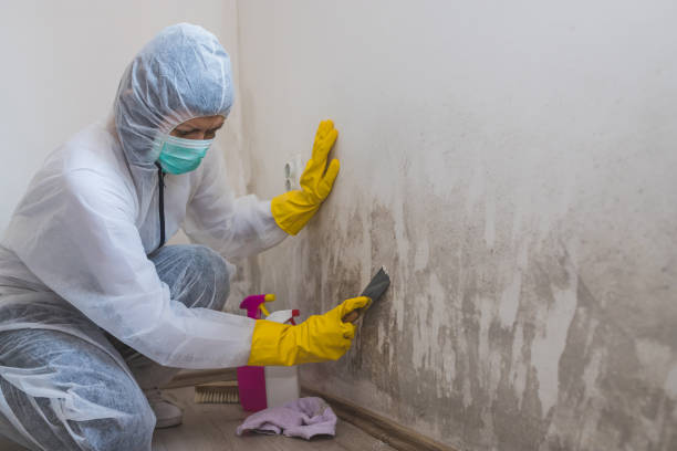 Best Mold Testing and Inspection Services in Beverly Hills, TX