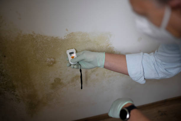 Best Preventive Mold Services in Beverly Hills, TX