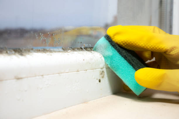 Best Attic Mold Remediation in Beverly Hills, TX