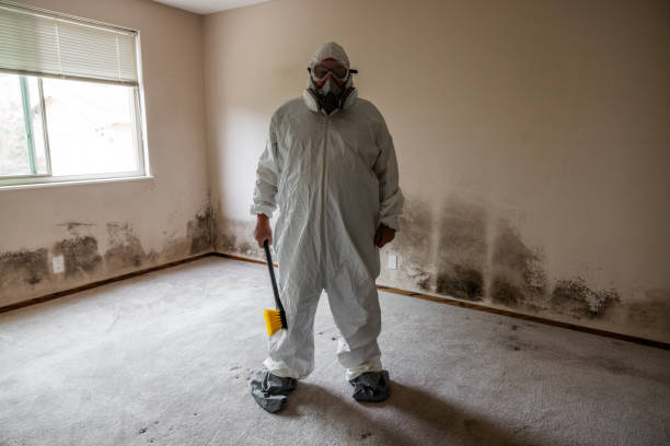 Best Insurance-Related Mold Remediation in Beverly Hills, TX