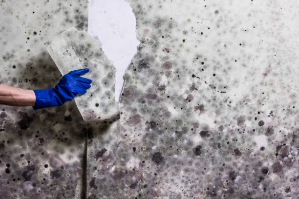 Best Attic Mold Remediation in Beverly Hills, TX